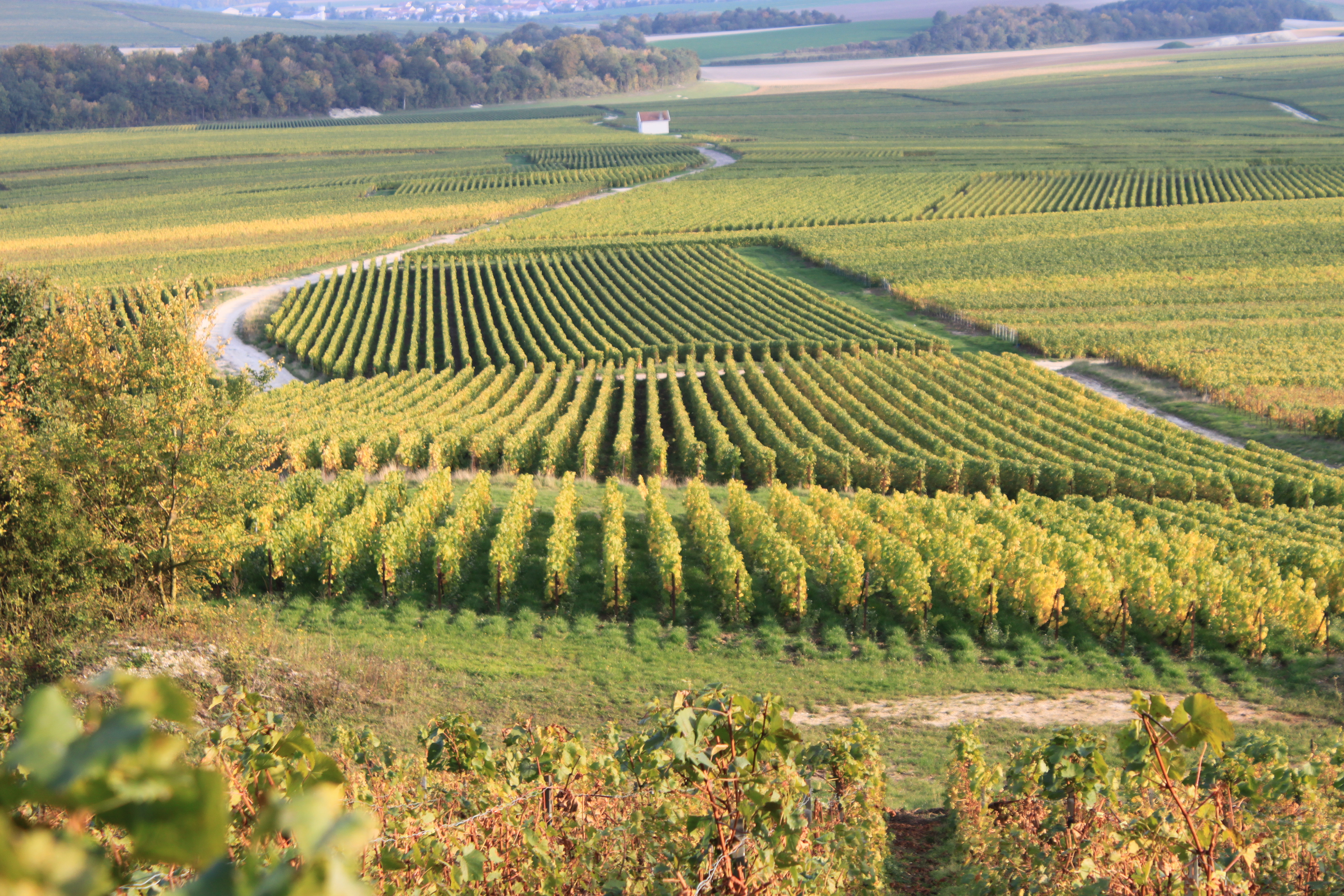 Balades en voiturette électrique – Champagne Bonnevie-Bocart