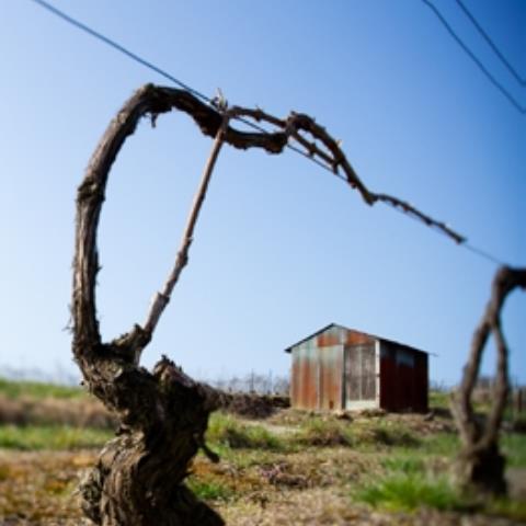 JEP 2023 Cabanes de vignes @Siméon Levaillant