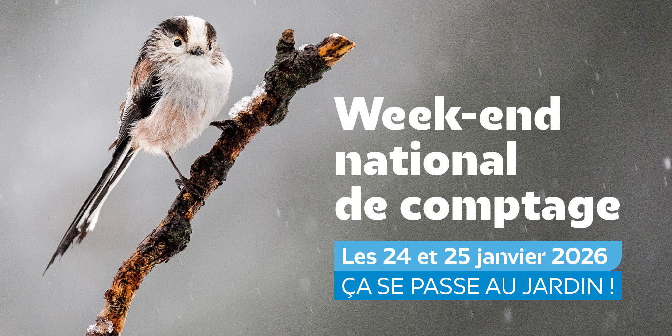 Comptage national des oiseaux des jardins & initiation au comptage