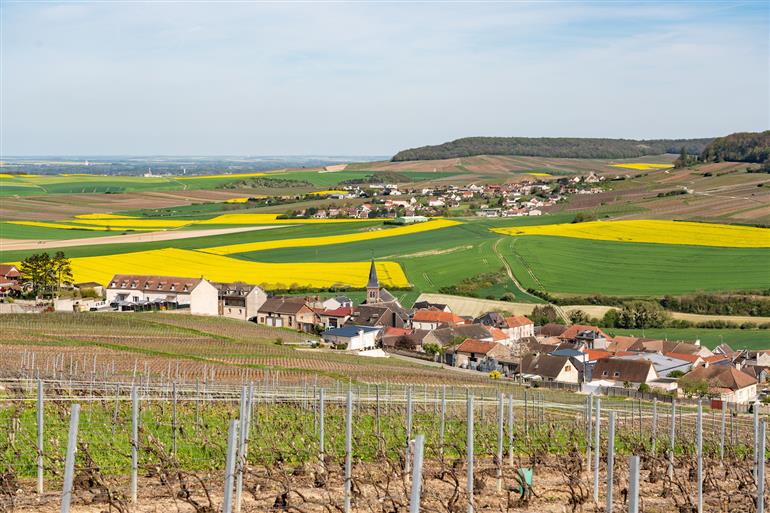 Le Jardin de VIgnes de Monthelon(5)©N. Cozette – Epernay Agglo Champagne