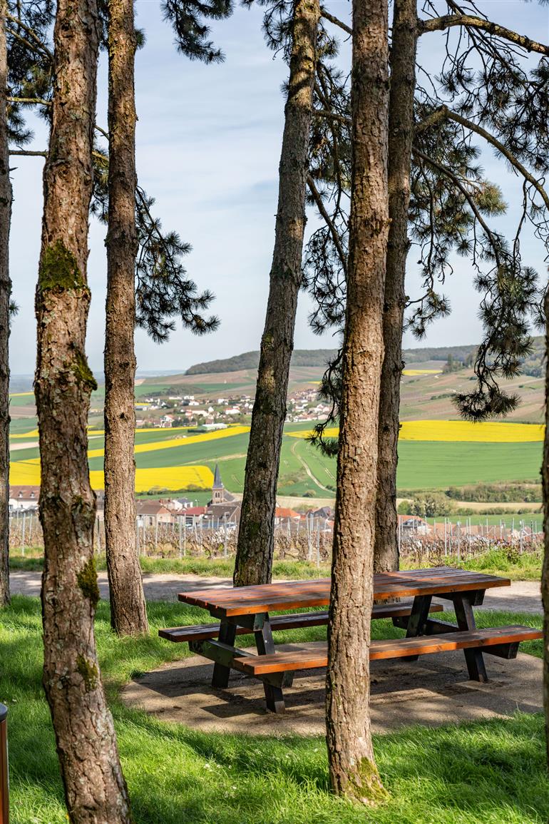 Le Jardin de Vignes de Monthelon(2)©N. Cozette – Epernay Agglo Champagne