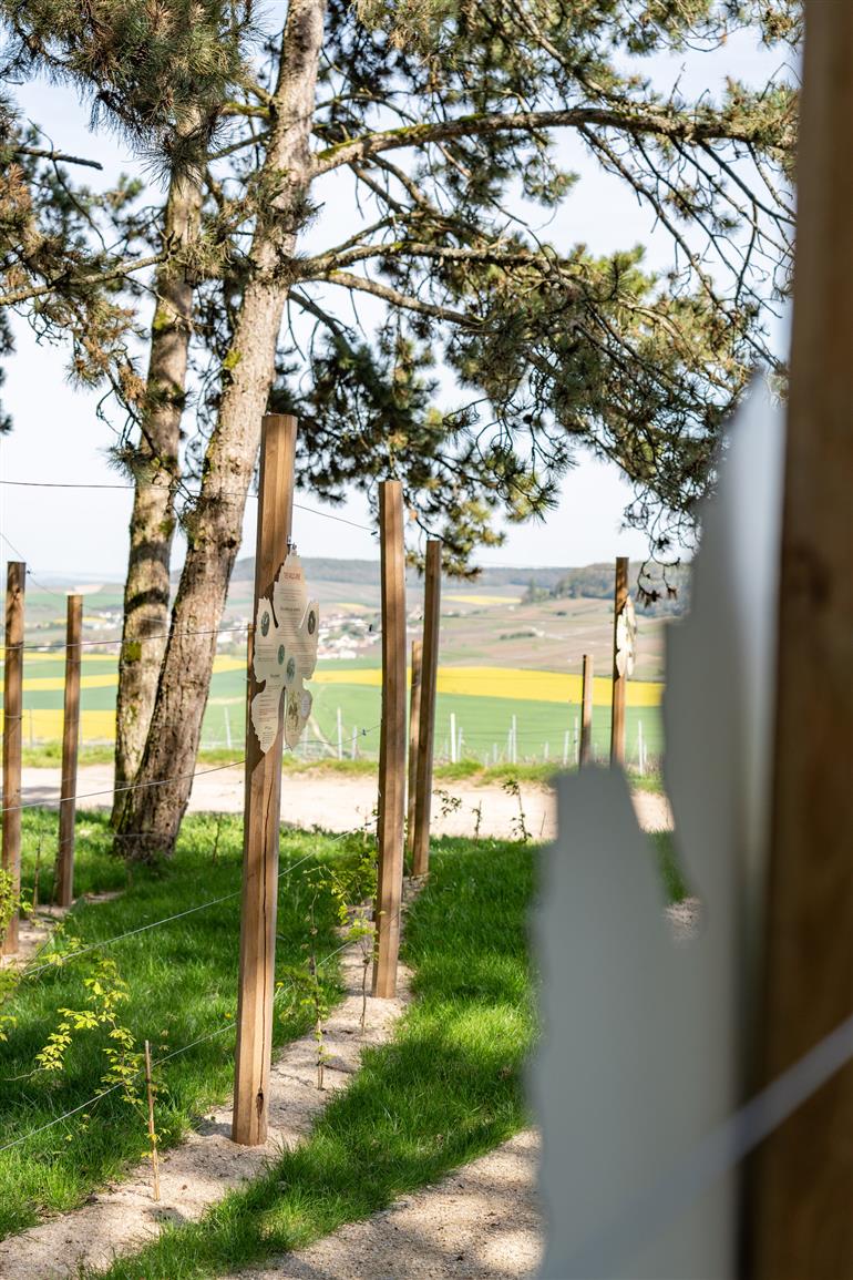 Le Jardin de Vignes de Monthelon(3)©N. Cozette – Epernay Agglo Champagne