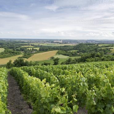 Fascinant Week-end V&D : Balade du Terroir "Bulles et Belles... Le 20 oct 2024