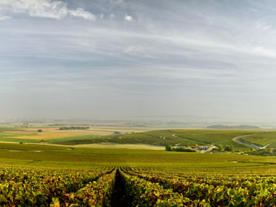 Mailly-vignoble06lores