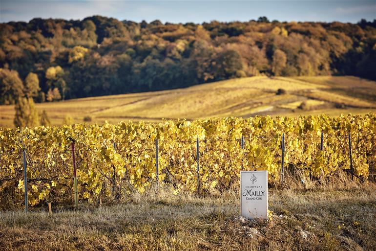 Mailly Grand Cru vignoble automne