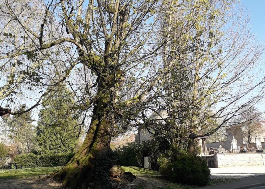 Marronnier d'Haussignemont