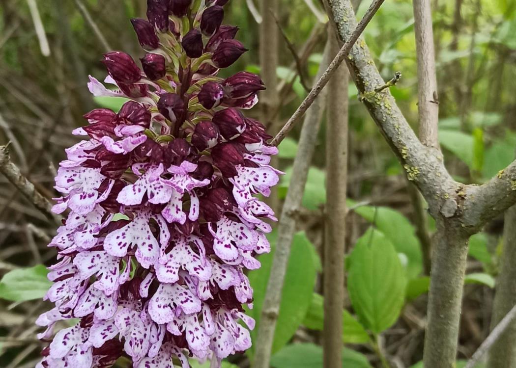 OrchideePourpre4