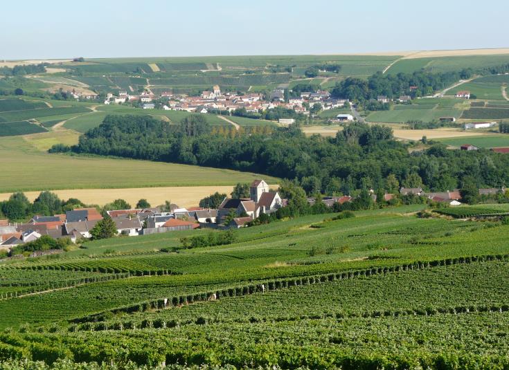 Vignoble de Prouilly