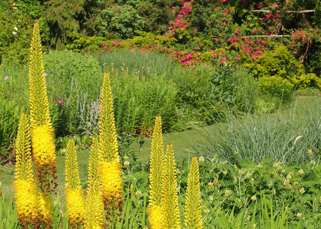 Jardin Botanique de la Presle - Nanteuil la Forêt