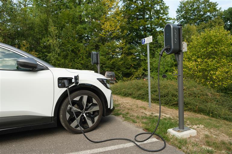 PHOTO TULIPIER BORNES