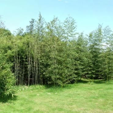 Rendez-vous aux Jardins : Bambousaie du Mépas Du 31 mai au 2 juin 2024