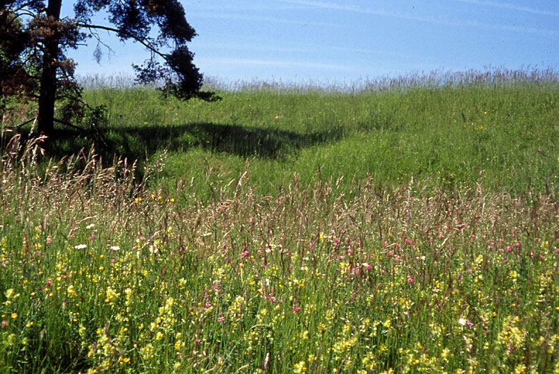 Pelouses du plateau de Movanges