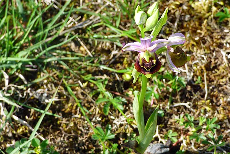Pelouse sèche de la Combe de Maatz