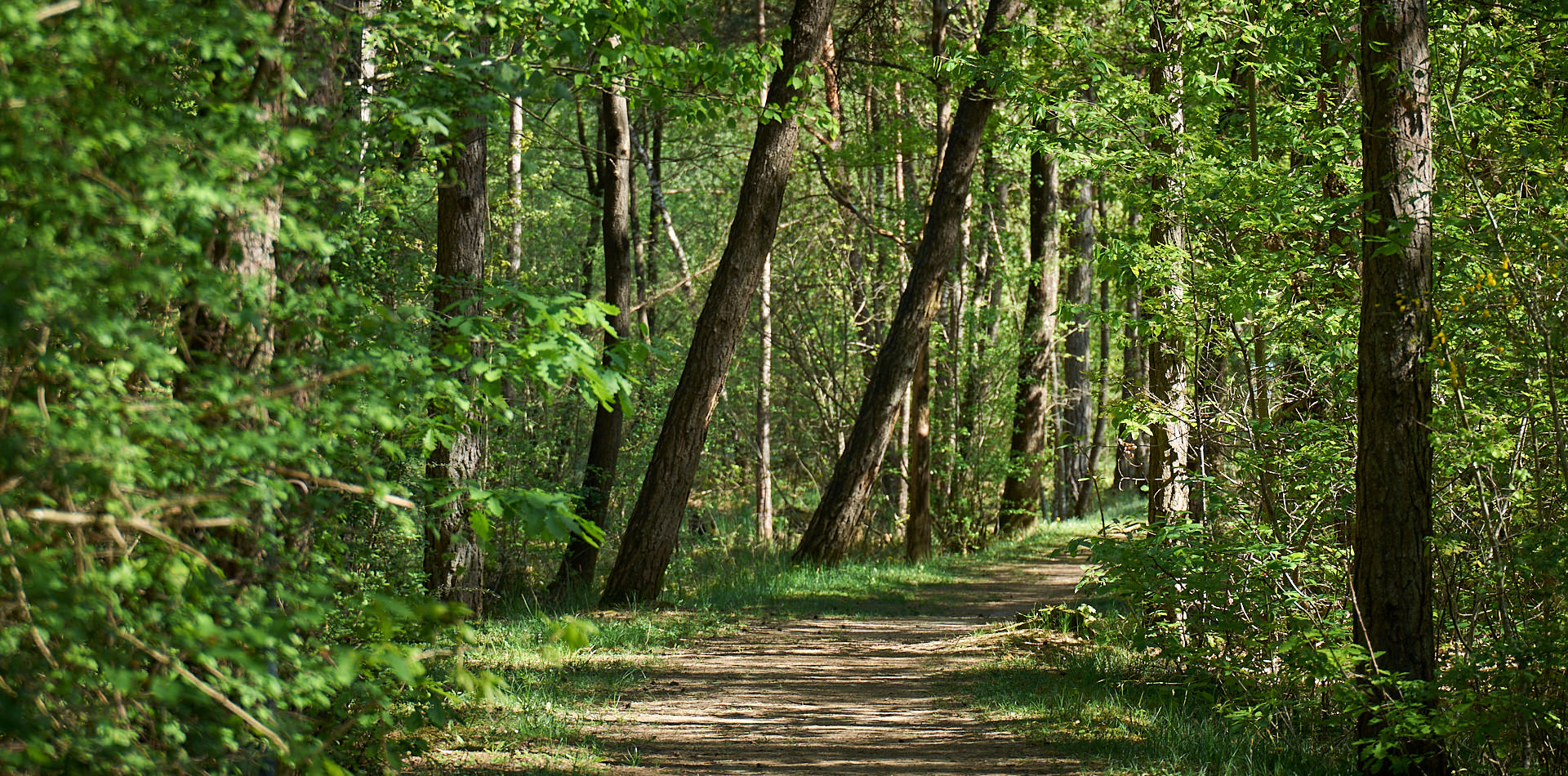 Le Sentier de la Limonière
