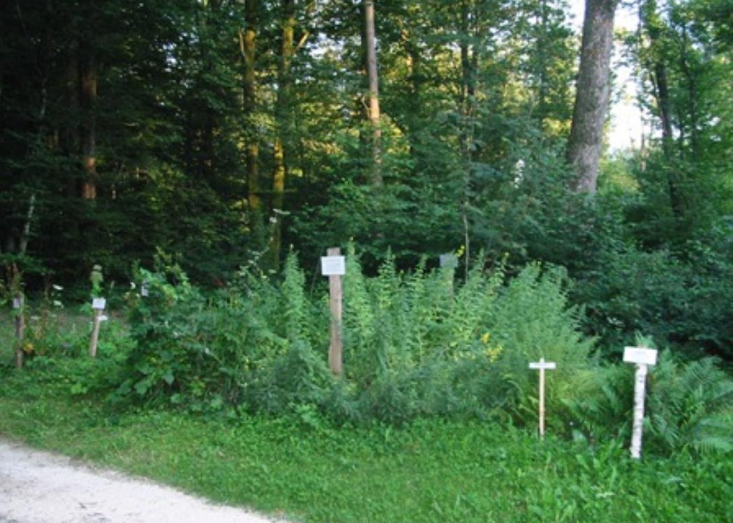 Sentier Botanique de la Grange aux Bois - Sainte-Ménehould