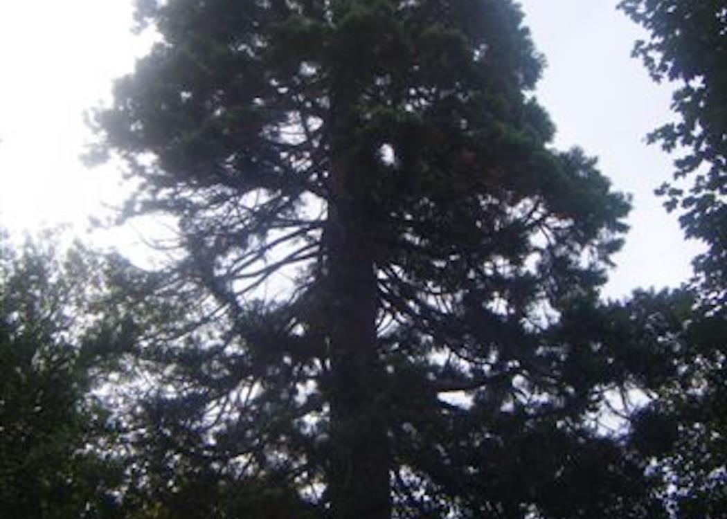 Sequoia - Parc de la Patte d'Oie - Reims