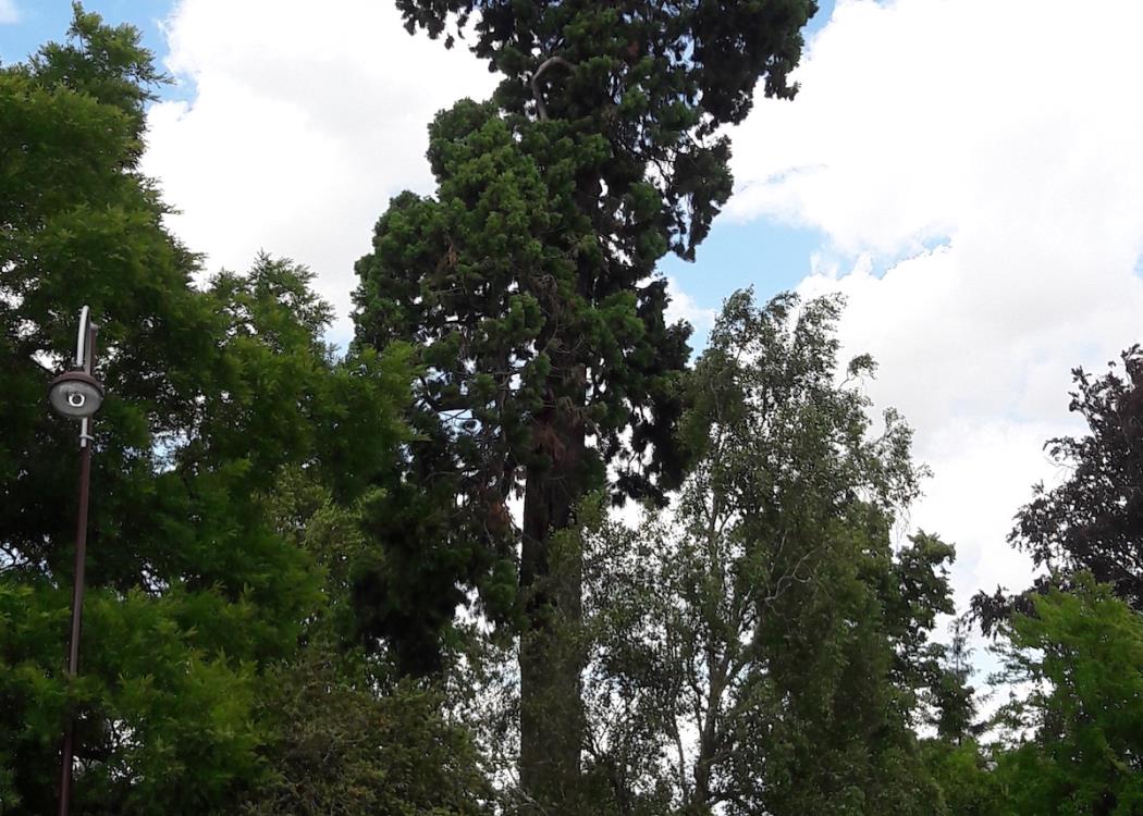 Sequoia de Vitry le Francois
