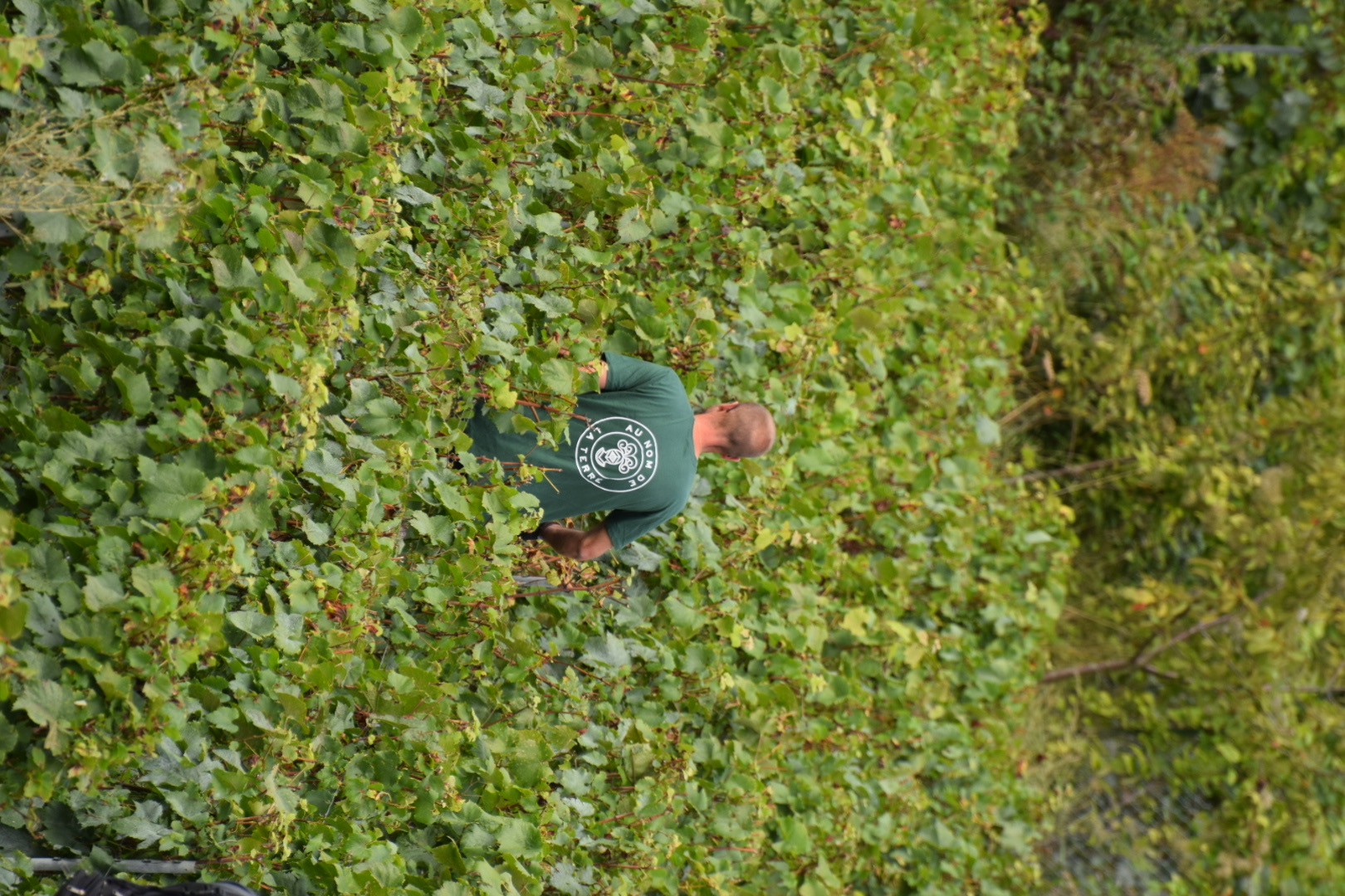 Telmont Harvest