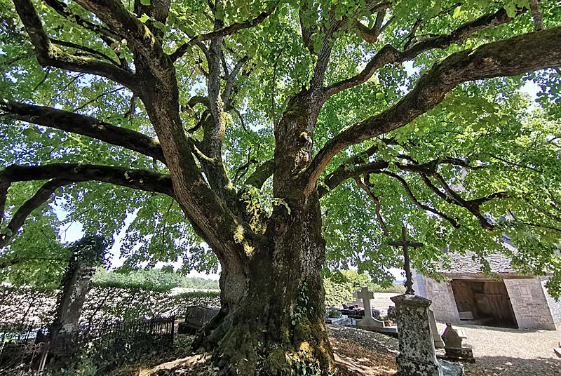 Tilleul "Sully" de l'église d'Aubigny