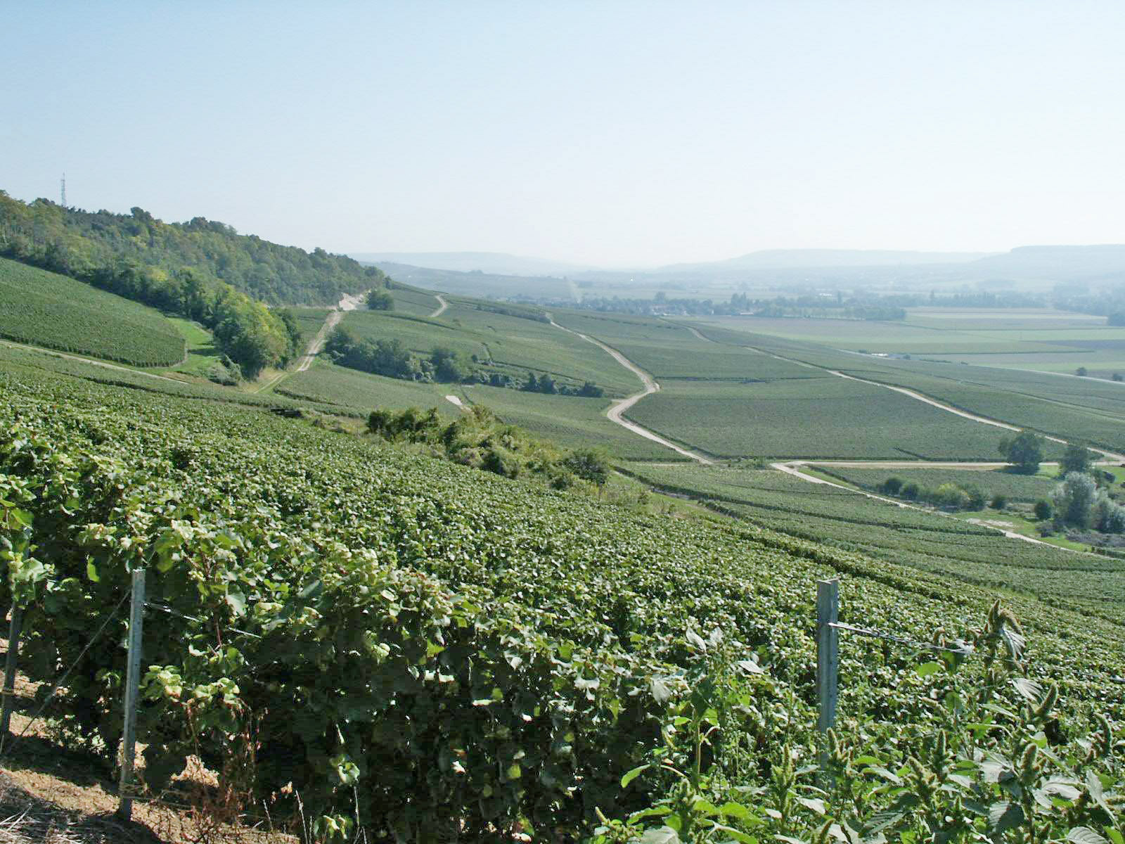 VIGNOBLE - dom bacchus