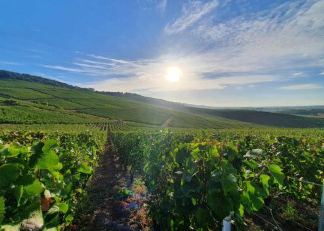 Vignes soleil