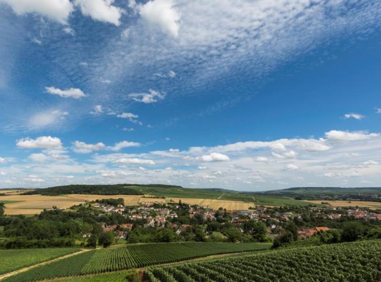 Vignoble_Verneuil