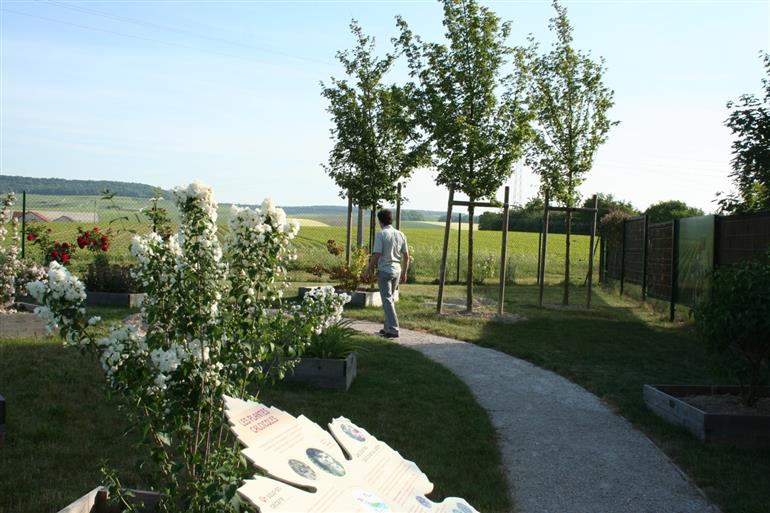 Le Jardin des Vignes - Chouilly