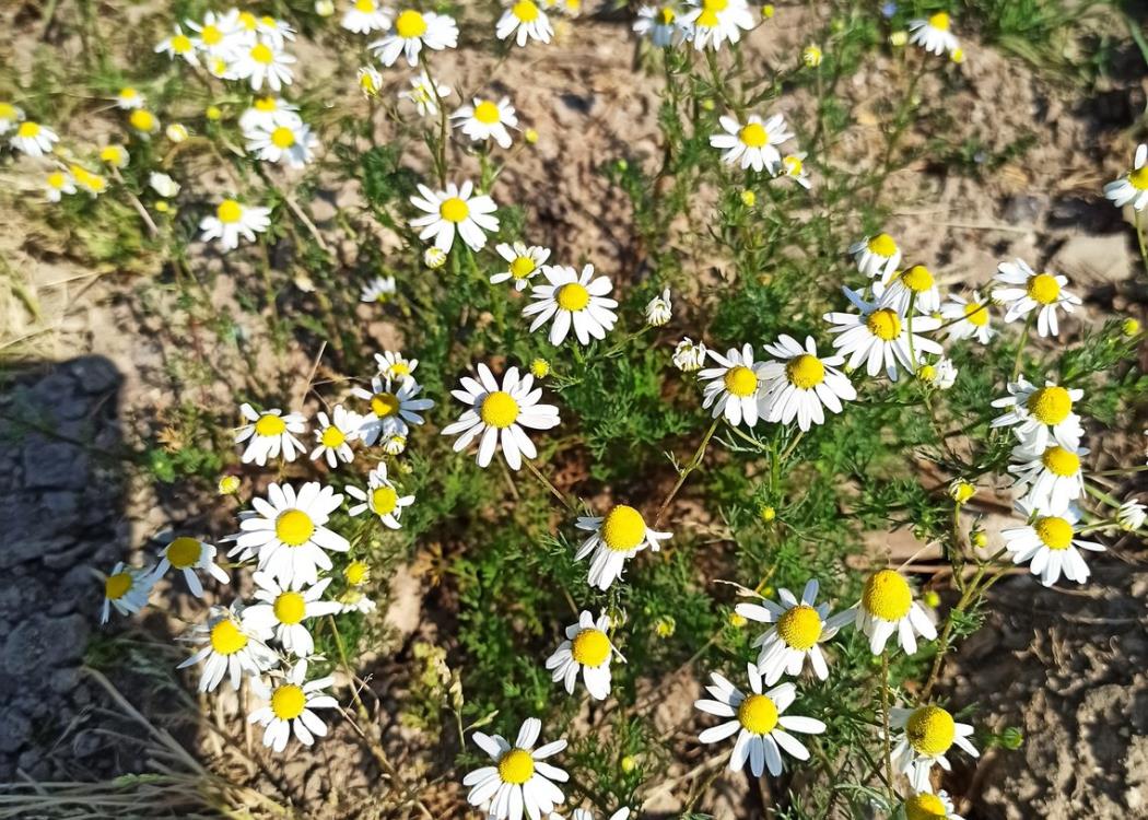 camomille