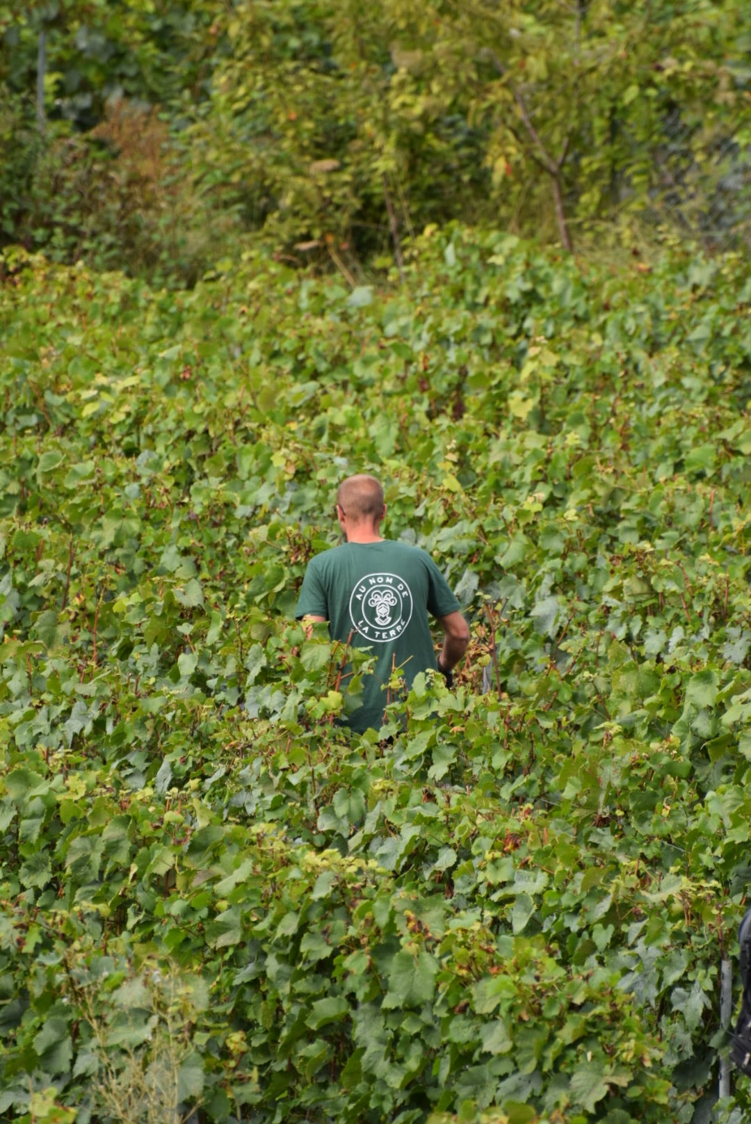 champagne-telmont-vendanges