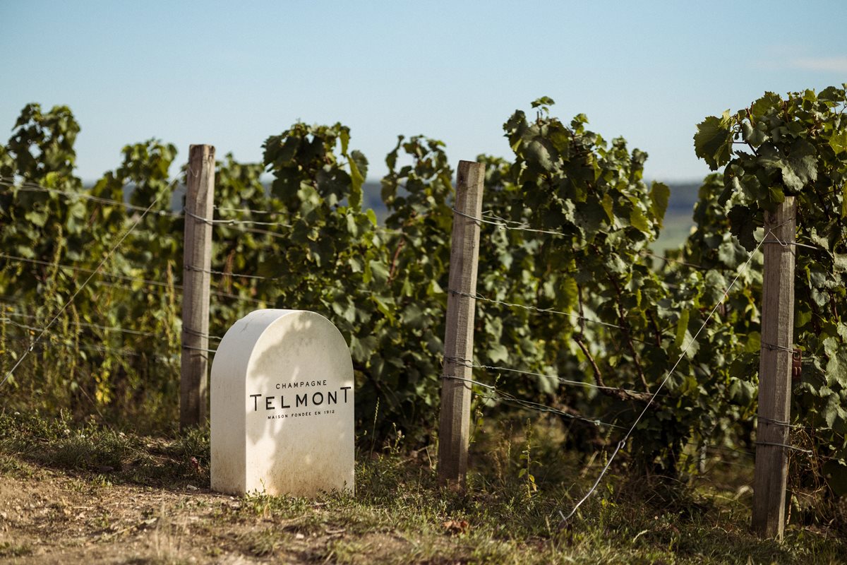champagne-telmont-vignoble