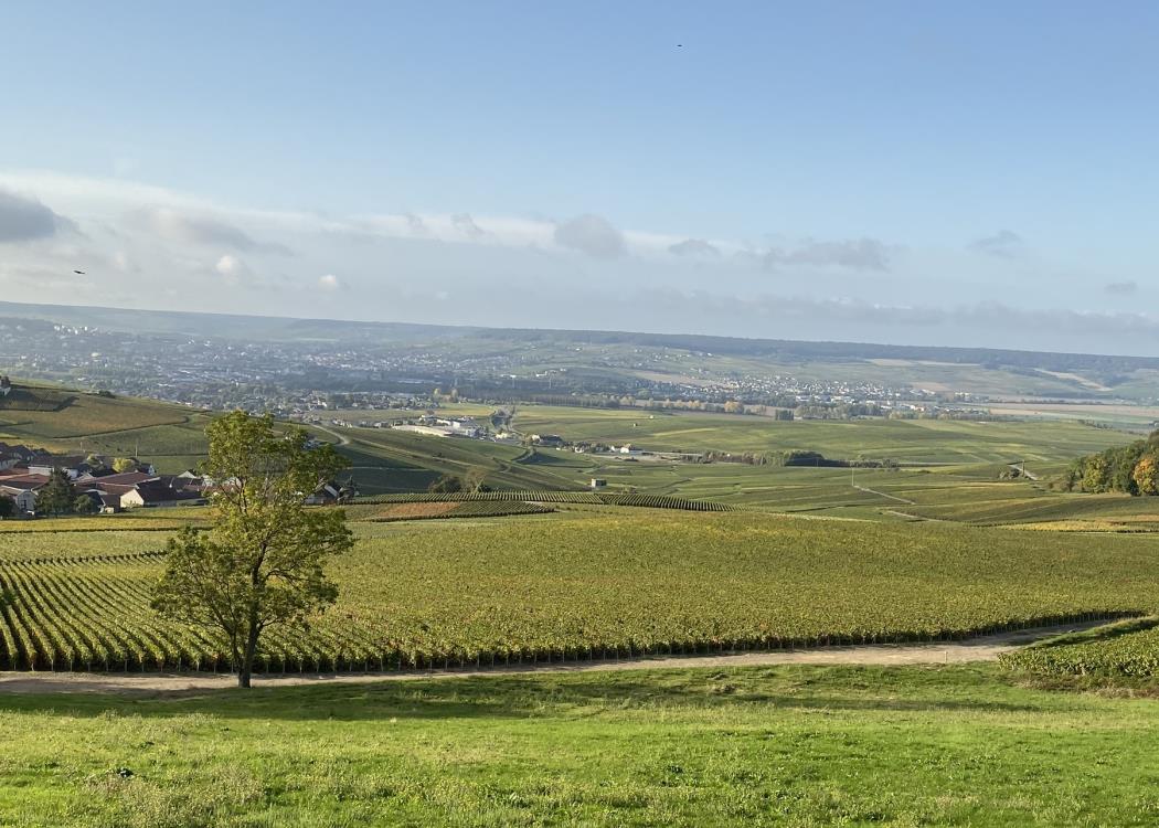 Un balcon sur le vignoble - Champillon