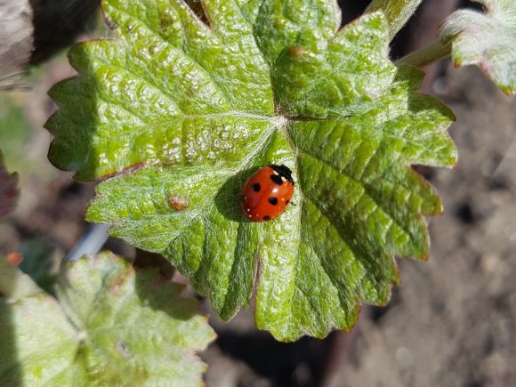 coccinelle-3
