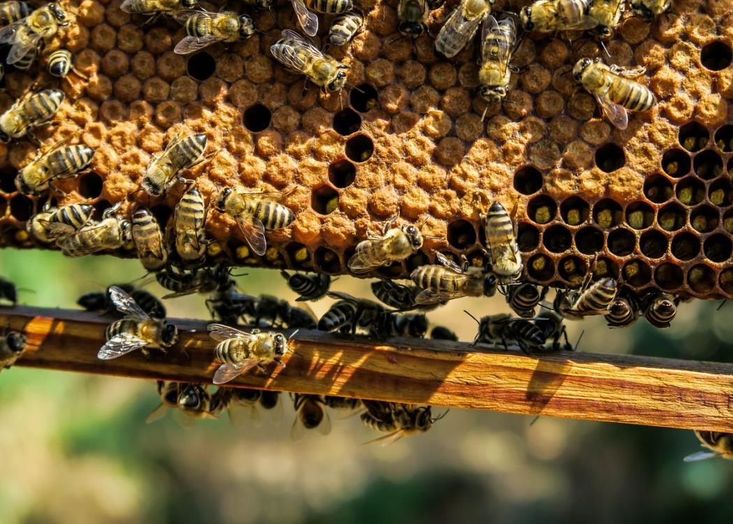 decouverte-apiculture-abeilles-ruches