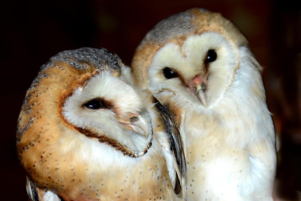 Printemps des nocturnes à Der Nature