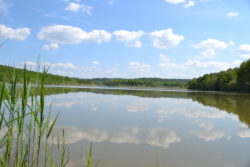 Le Tulipier