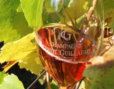 flute-de-champagne-rose-vignes-www.champagneguyot-guillauma.fr