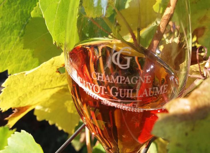 flute-de-champagne-rose-vignes-www.champagneguyot-guillauma.fr