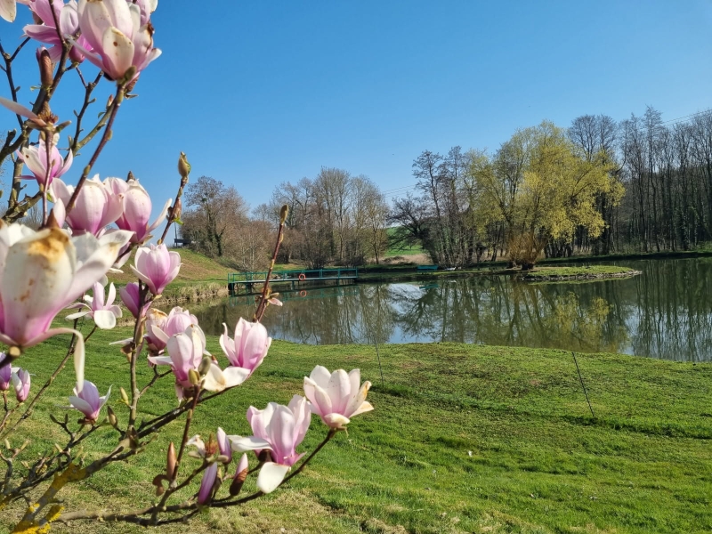 Magnolia