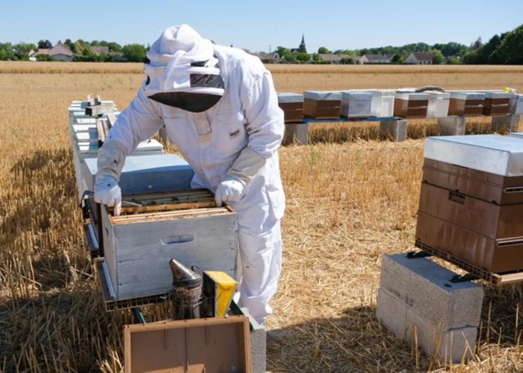 le-rucher-de-caroline-et-ludovic-abeilles