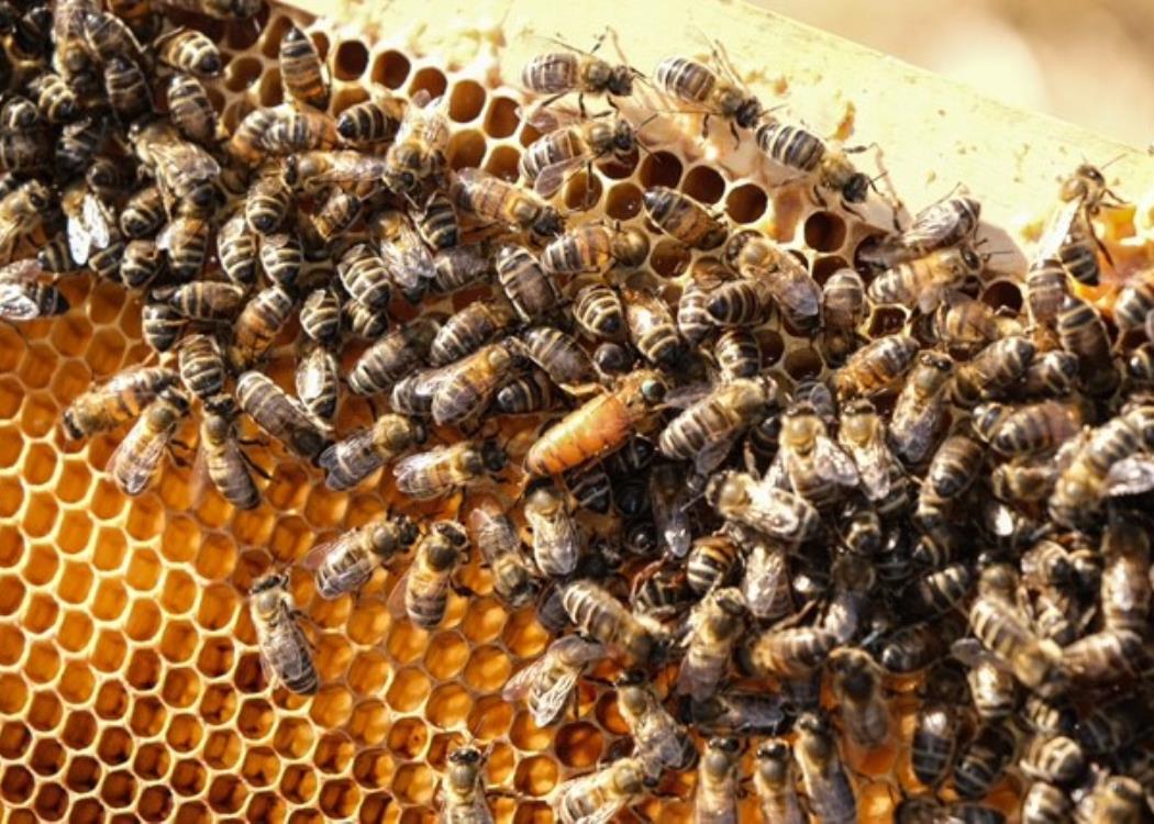 le-rucher-de-caroline-et-ludovic-miel-abeilles-miel
