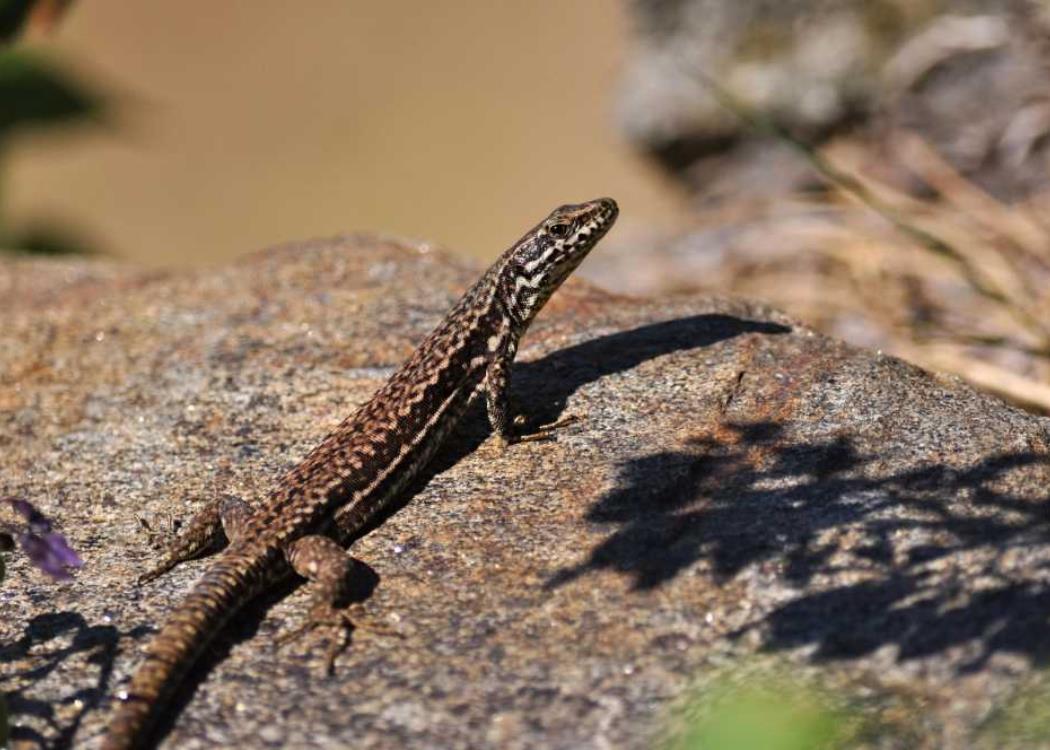 lezard-joel_de_pixabay