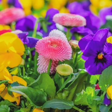 Marché aux fleurs Du 26 au 27 avr 2025