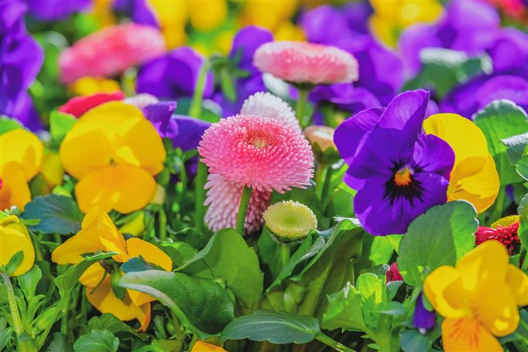 marché aux fleurs