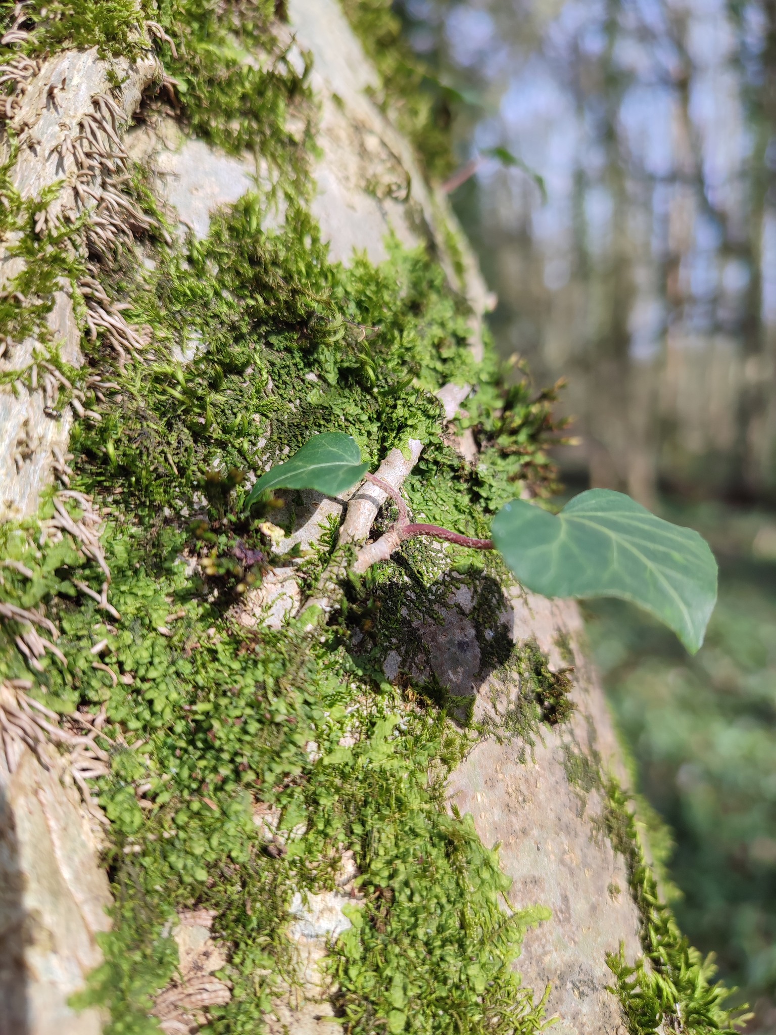 Séance de Yoga et de Sophrologie