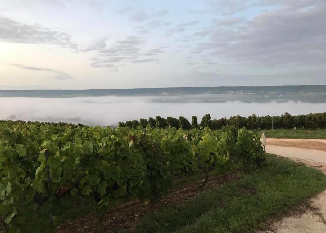 Champagne Pierre Bertrand