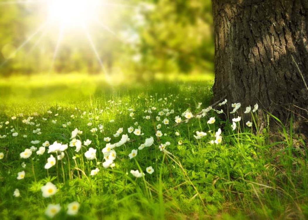 prairie_larisa_koshkina_de_pixabay
