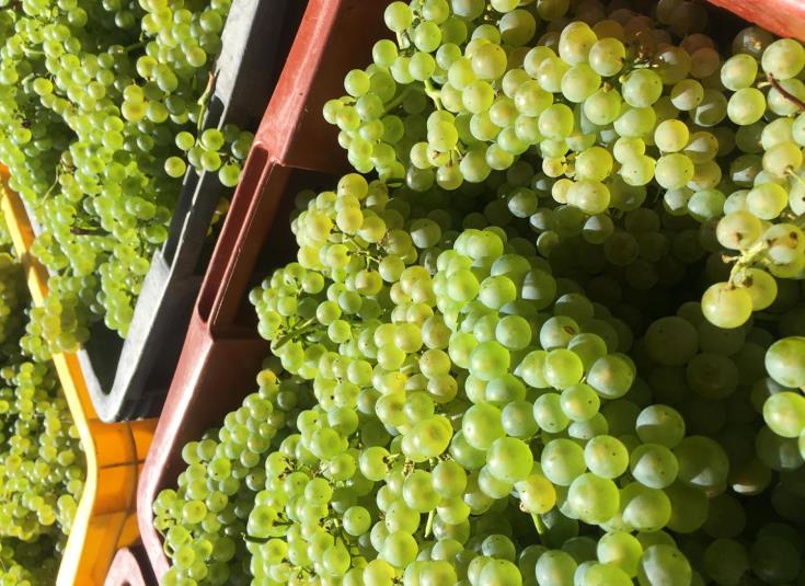 raisins-blancs-vendanges-2018-www.champagneguyot-guillaume.fr