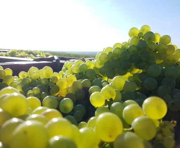 vendanges chardonnay 2021 - Champagne Bernard DEPOIVRE