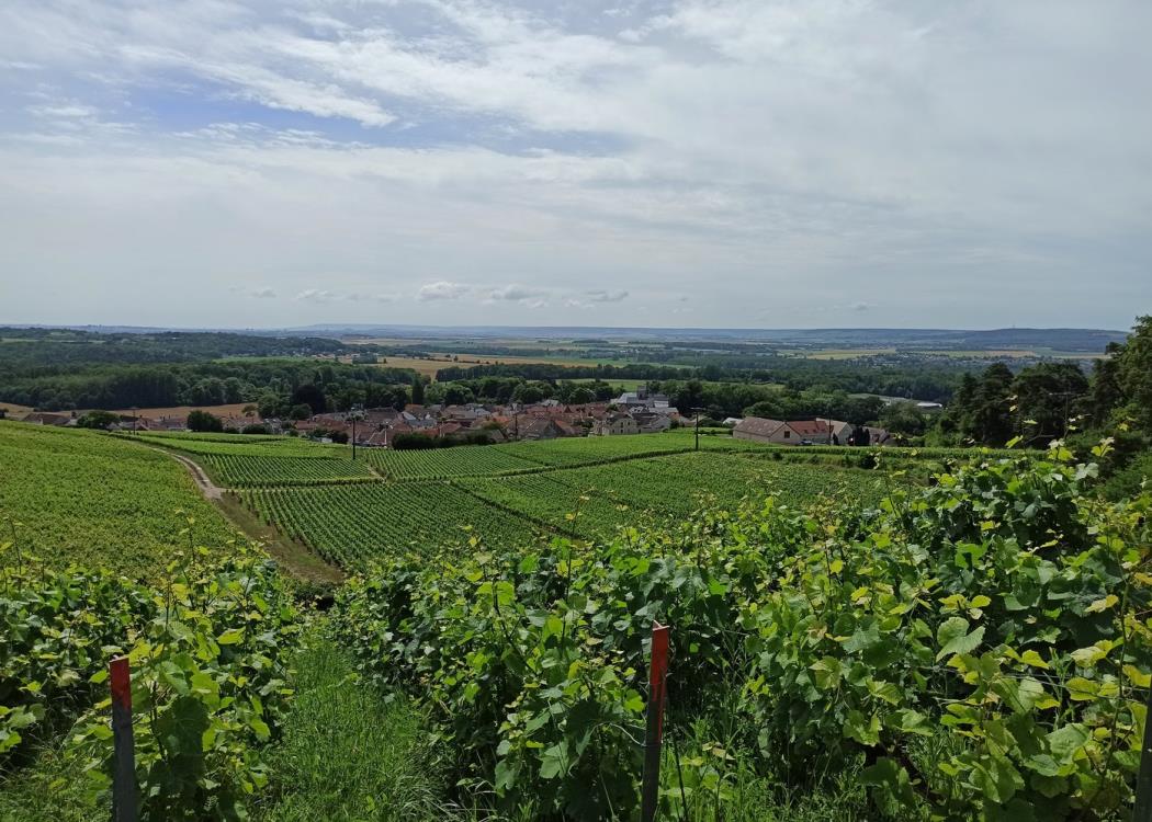 vignes-4