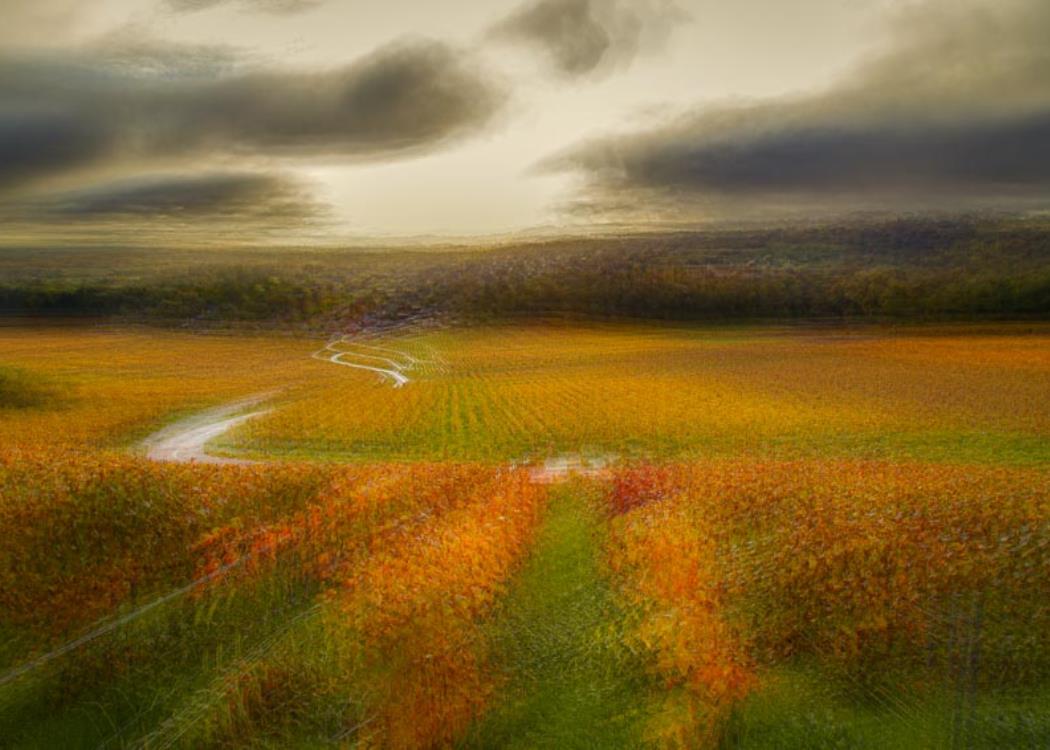 vignoble Champenois
